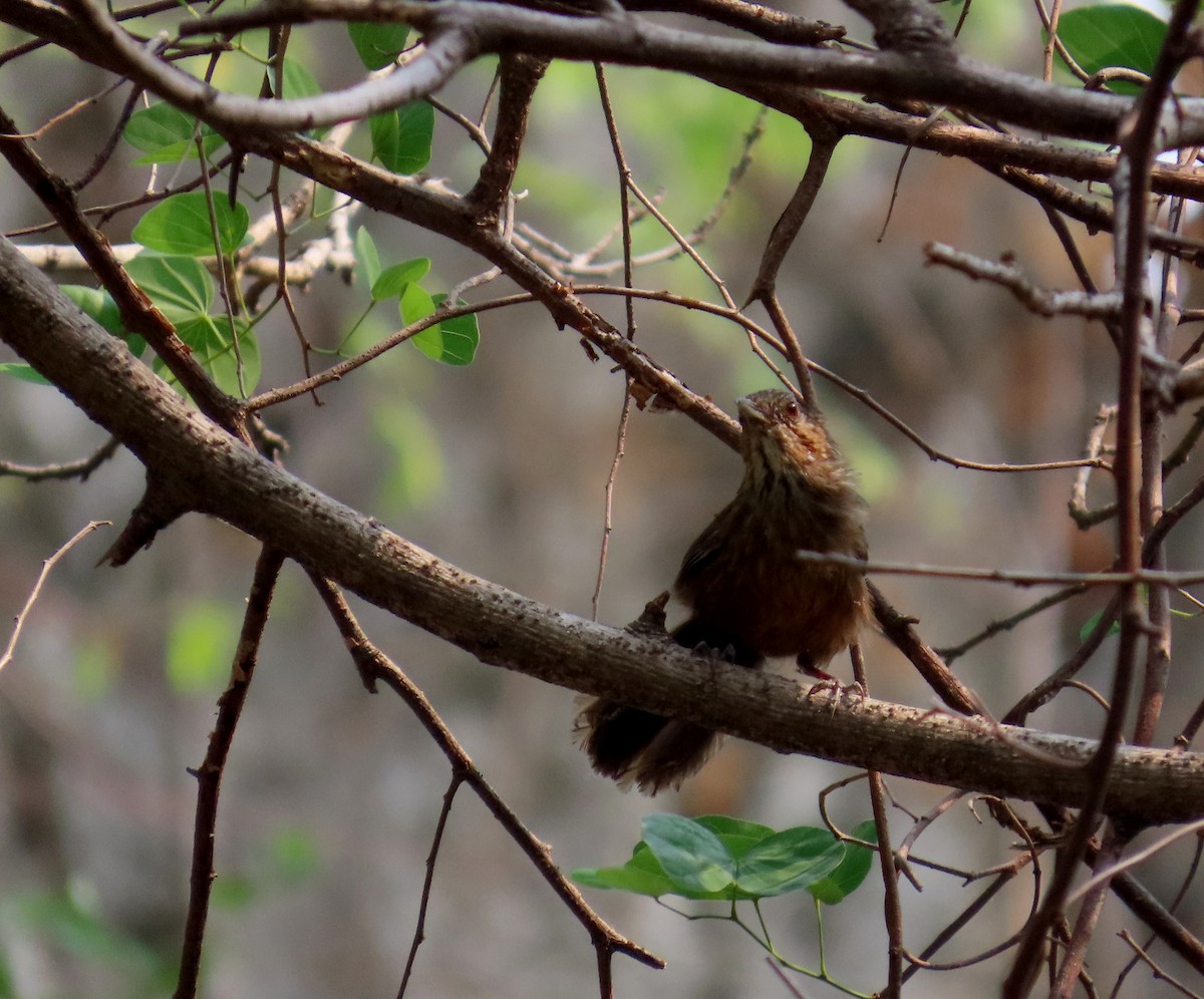 Rufous Limestone Babbler - ML644514915