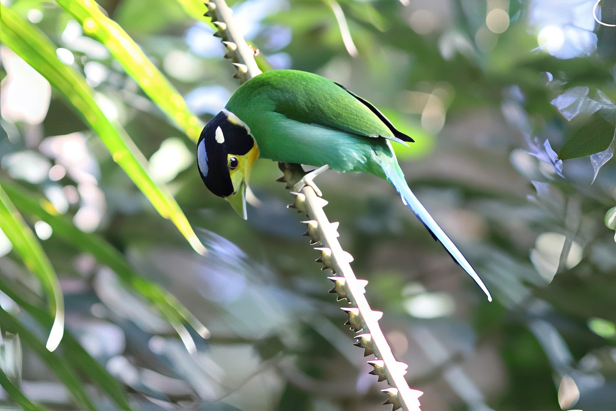 Long-tailed Broadbill - ML644514916