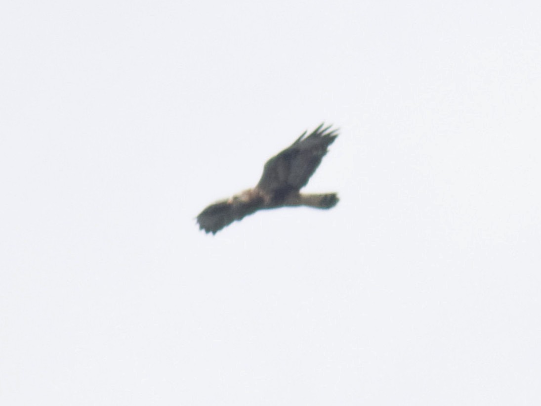 Rough-legged Hawk - ML644514919