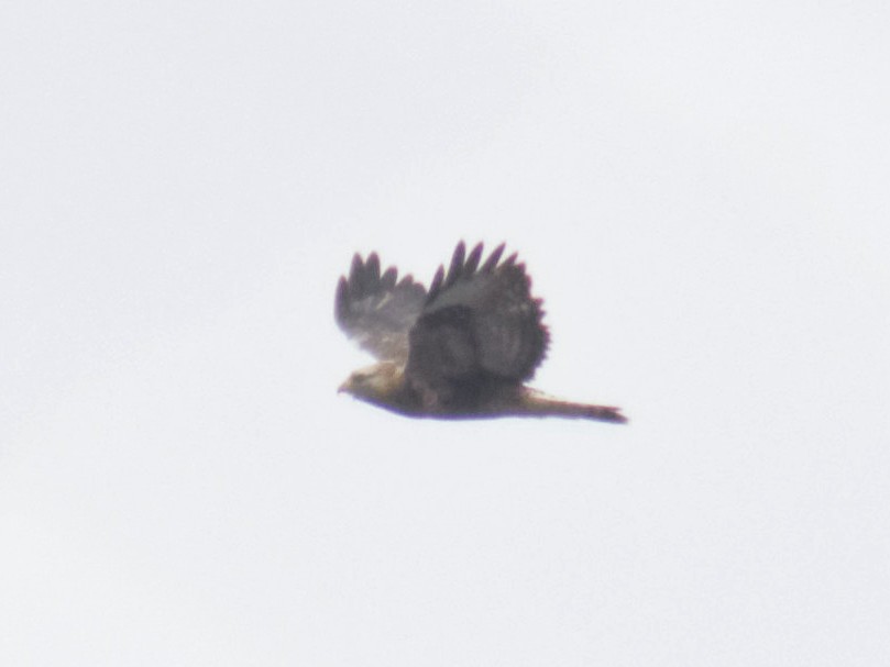 Rough-legged Hawk - ML644514931