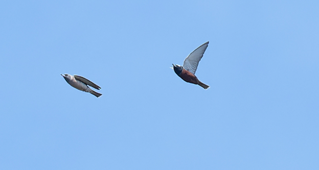 White-browed Woodswallow - ML644514933