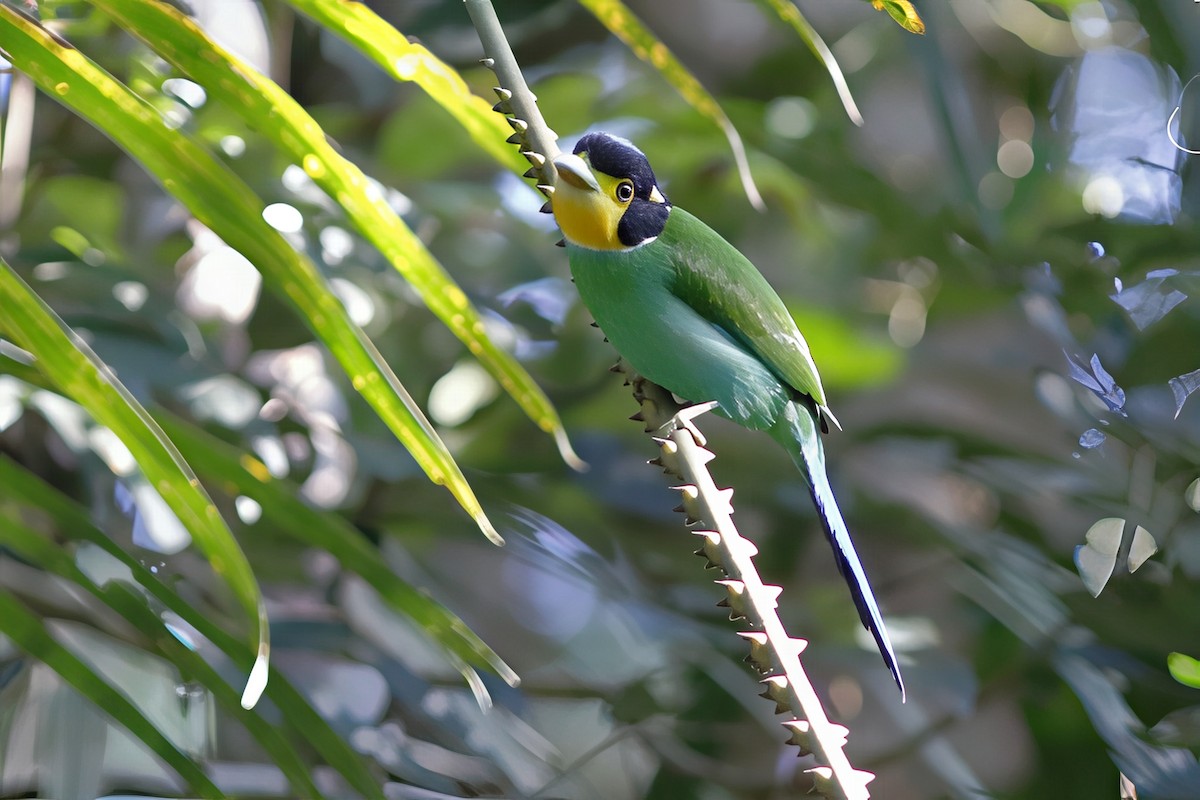 Long-tailed Broadbill - ML644514936