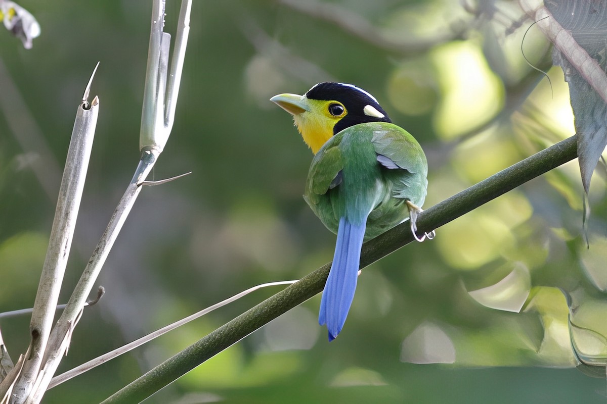 Long-tailed Broadbill - ML644514940