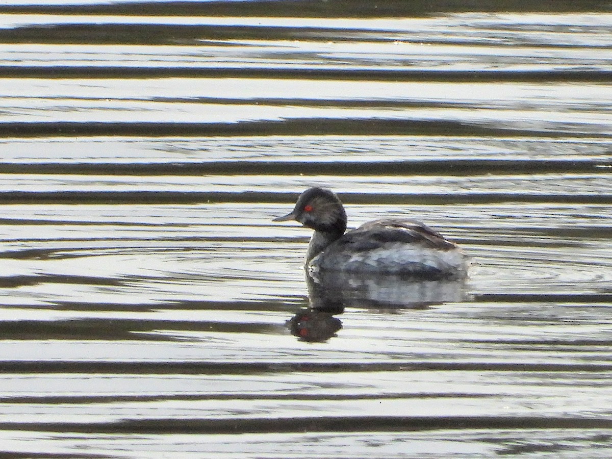 黑頸鸊鷉 - ML644514942