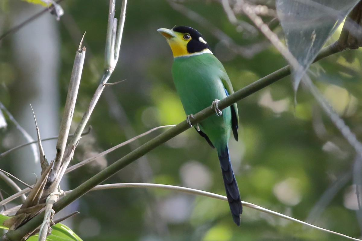 Long-tailed Broadbill - ML644514947
