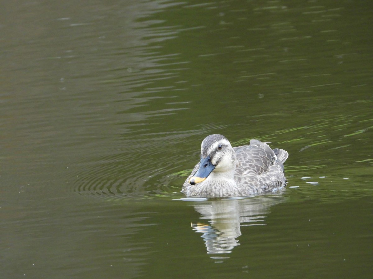 カルガモ - ML644514955