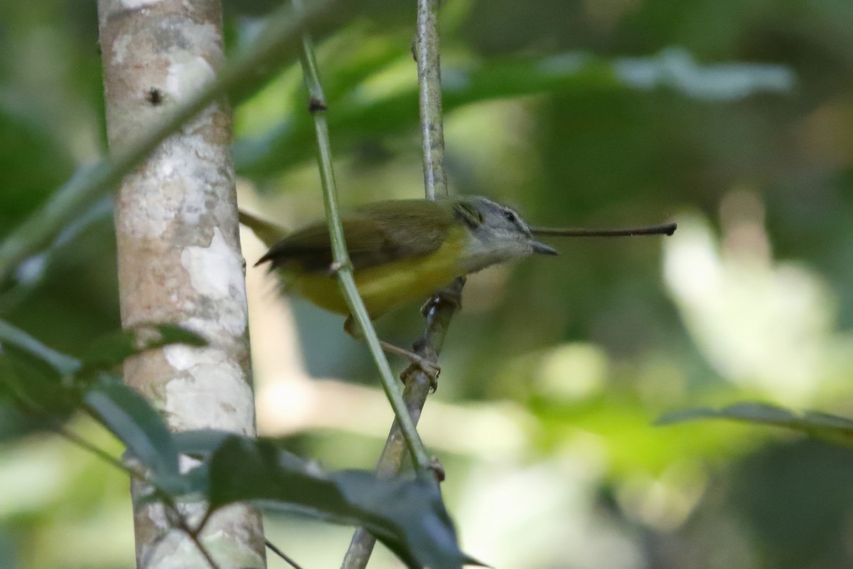 Yellow-bellied Warbler - ML644514960