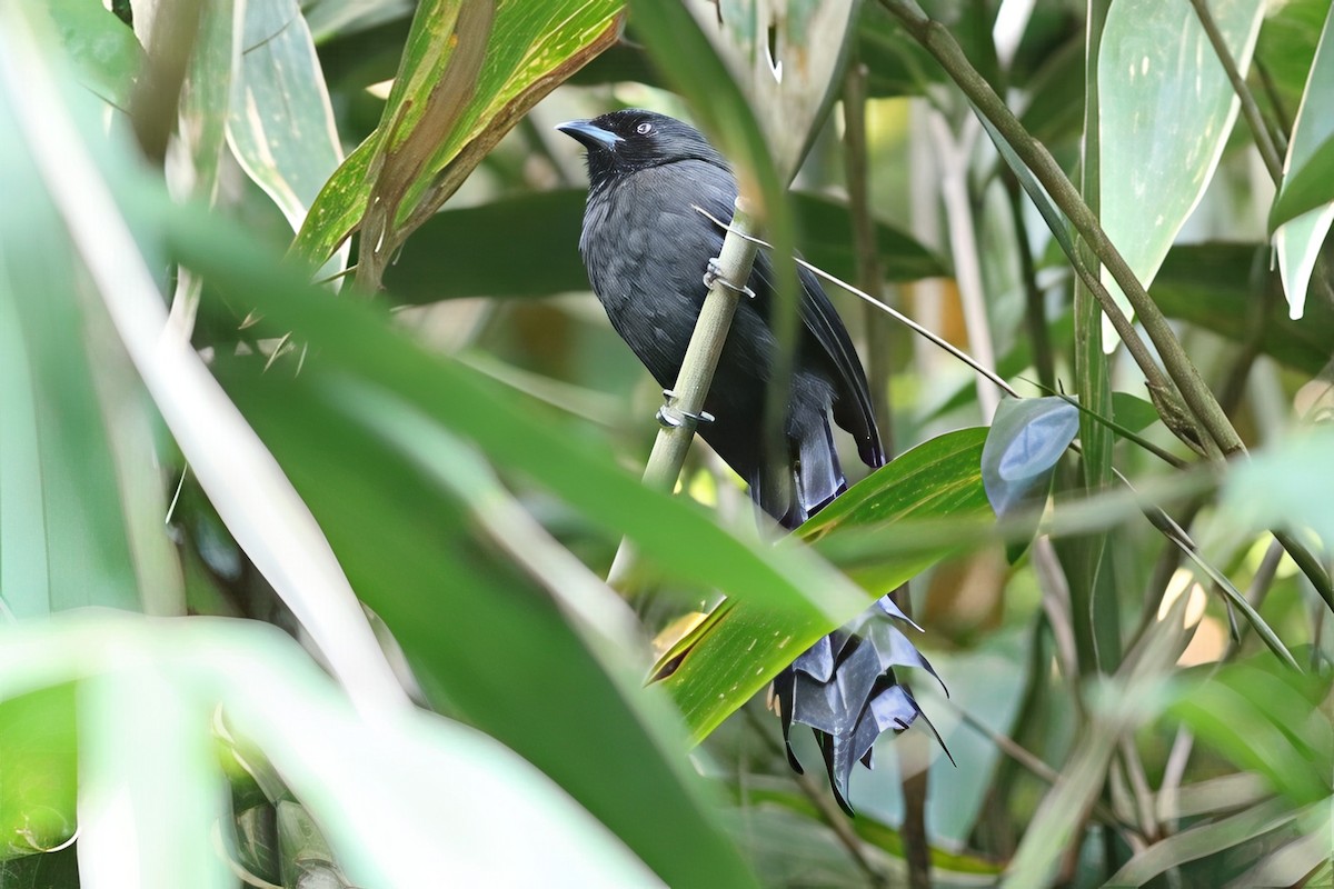 Ratchet-tailed Treepie - ML644514966
