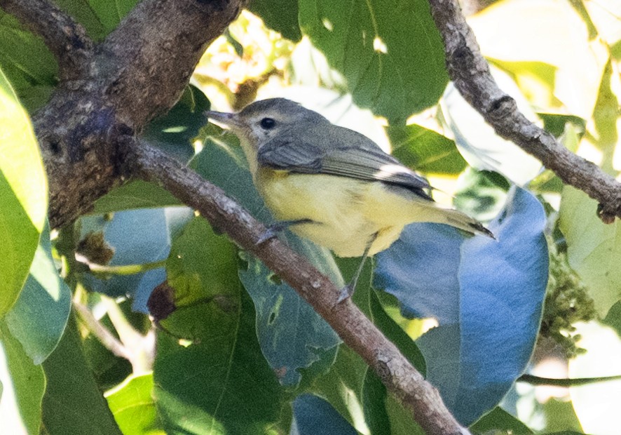 zelenáček švitořivý - ML644514970