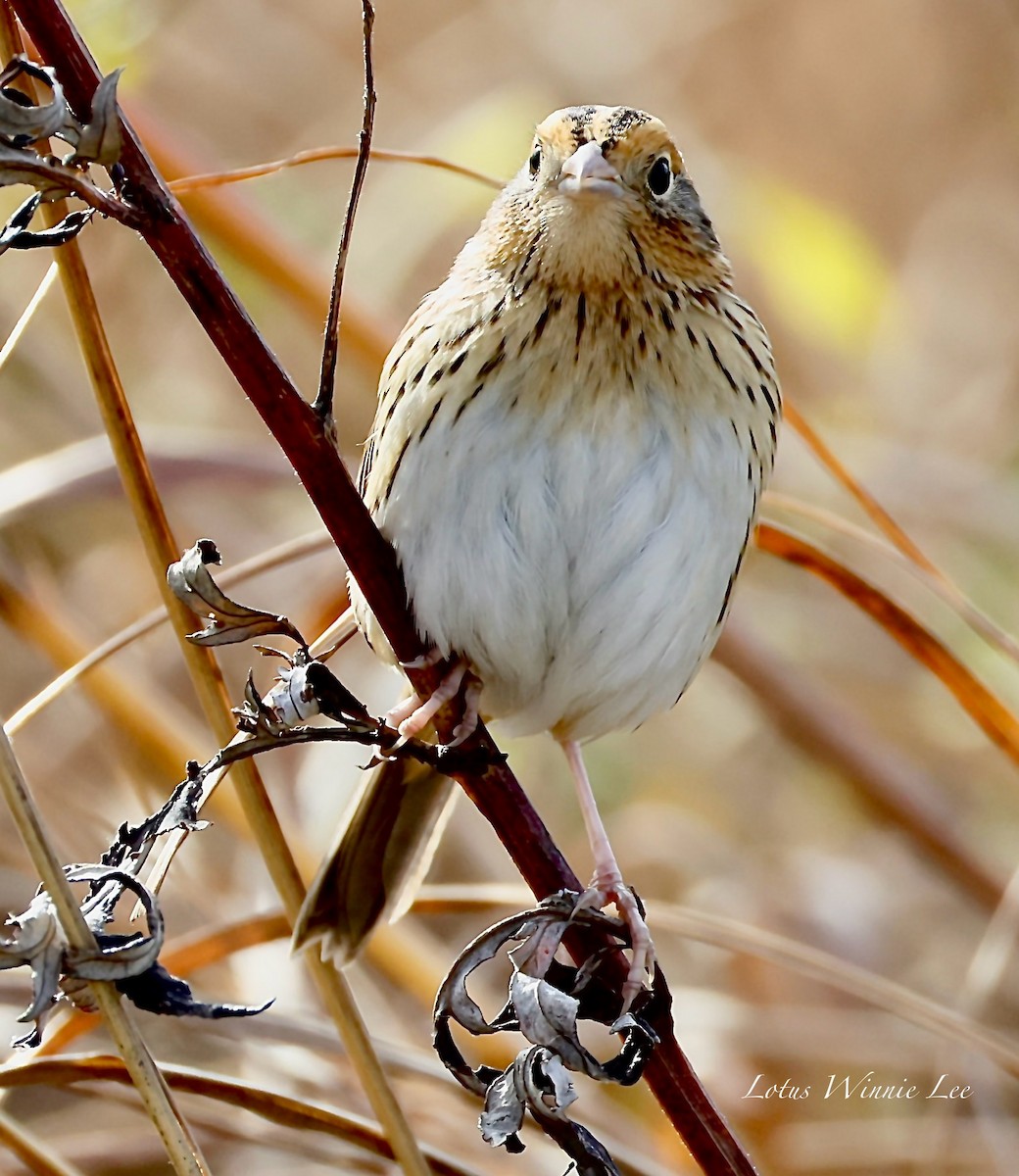 Bruant de LeConte - ML644514989