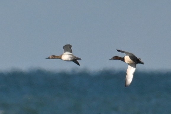 Porrón Coacoxtle - ML644514990