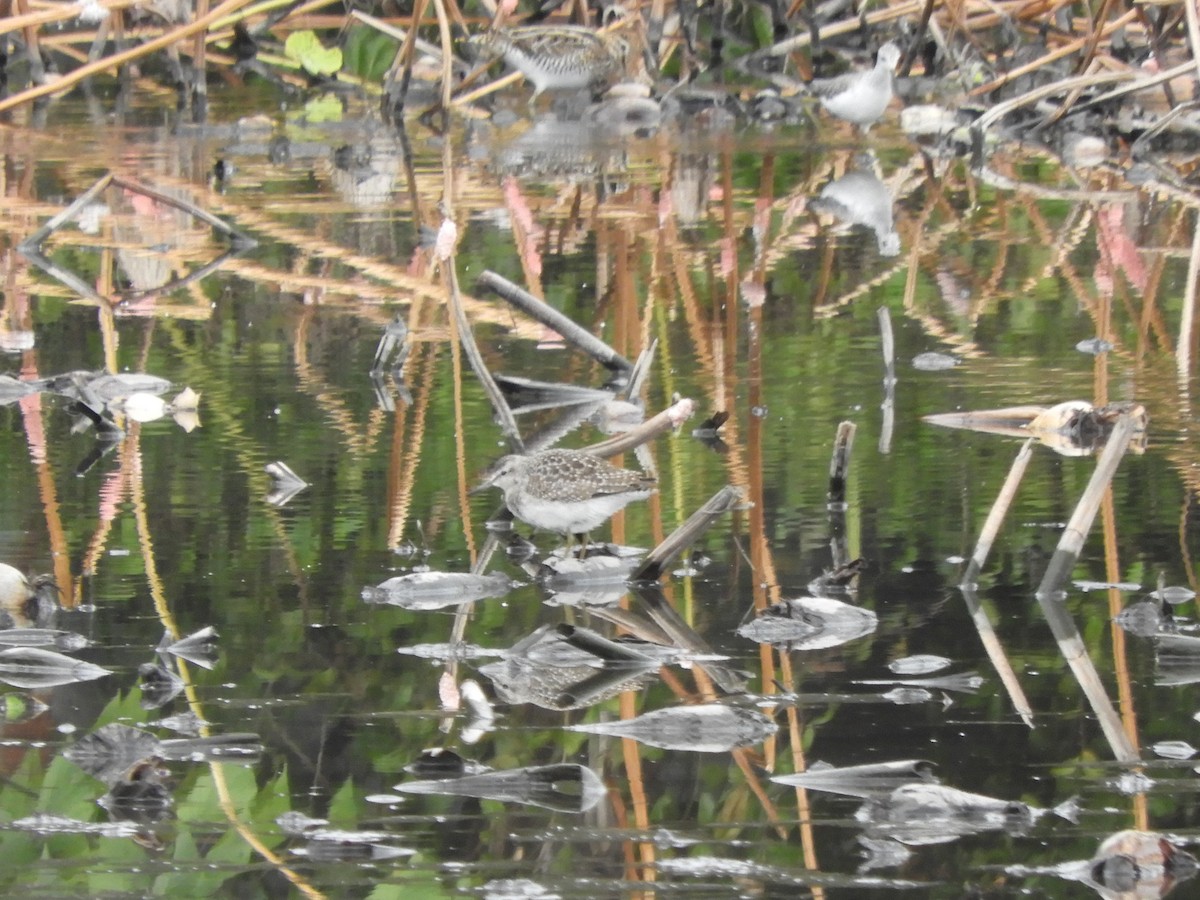 Wood Sandpiper - ML644514991