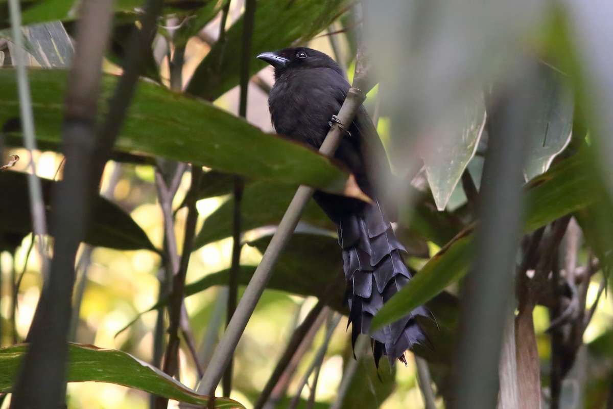 Ratchet-tailed Treepie - ML644515001
