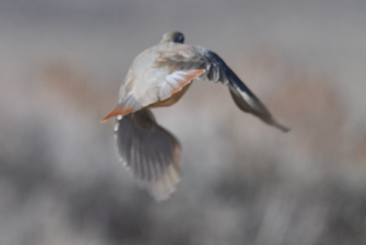 イワシャコ - ML644515013