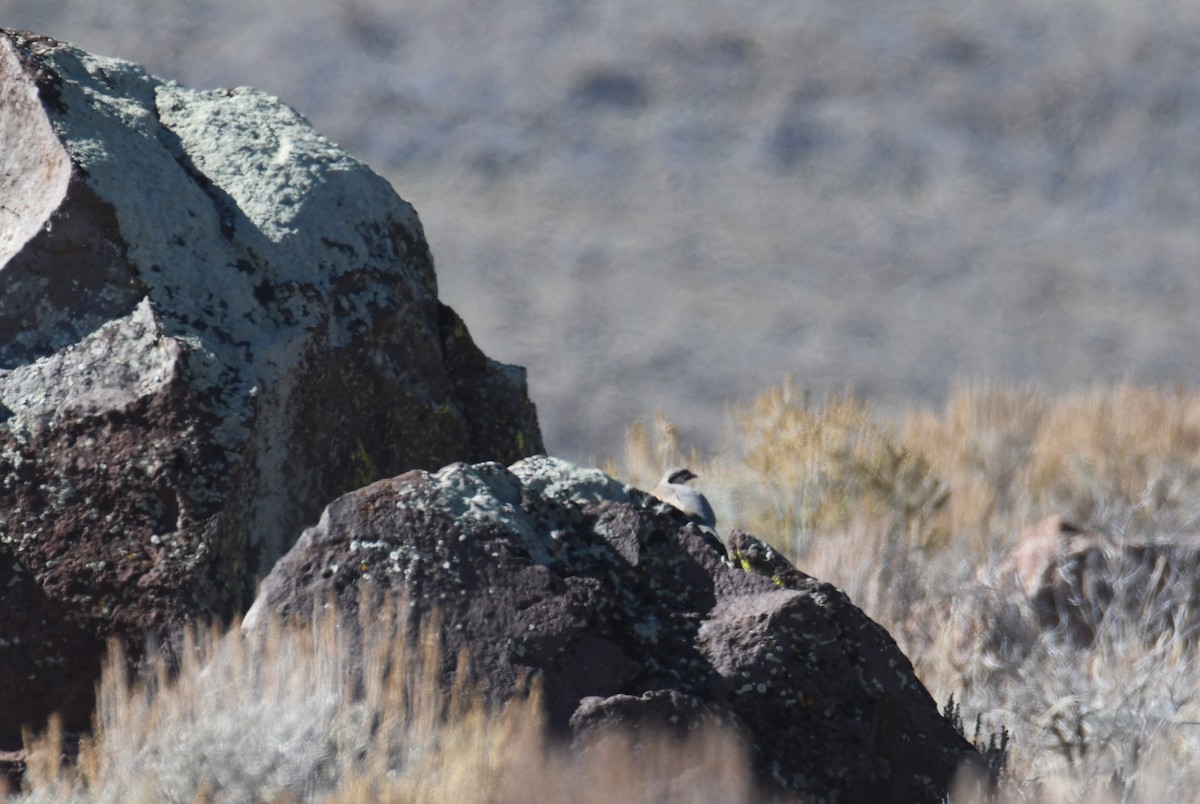 イワシャコ - ML644515014