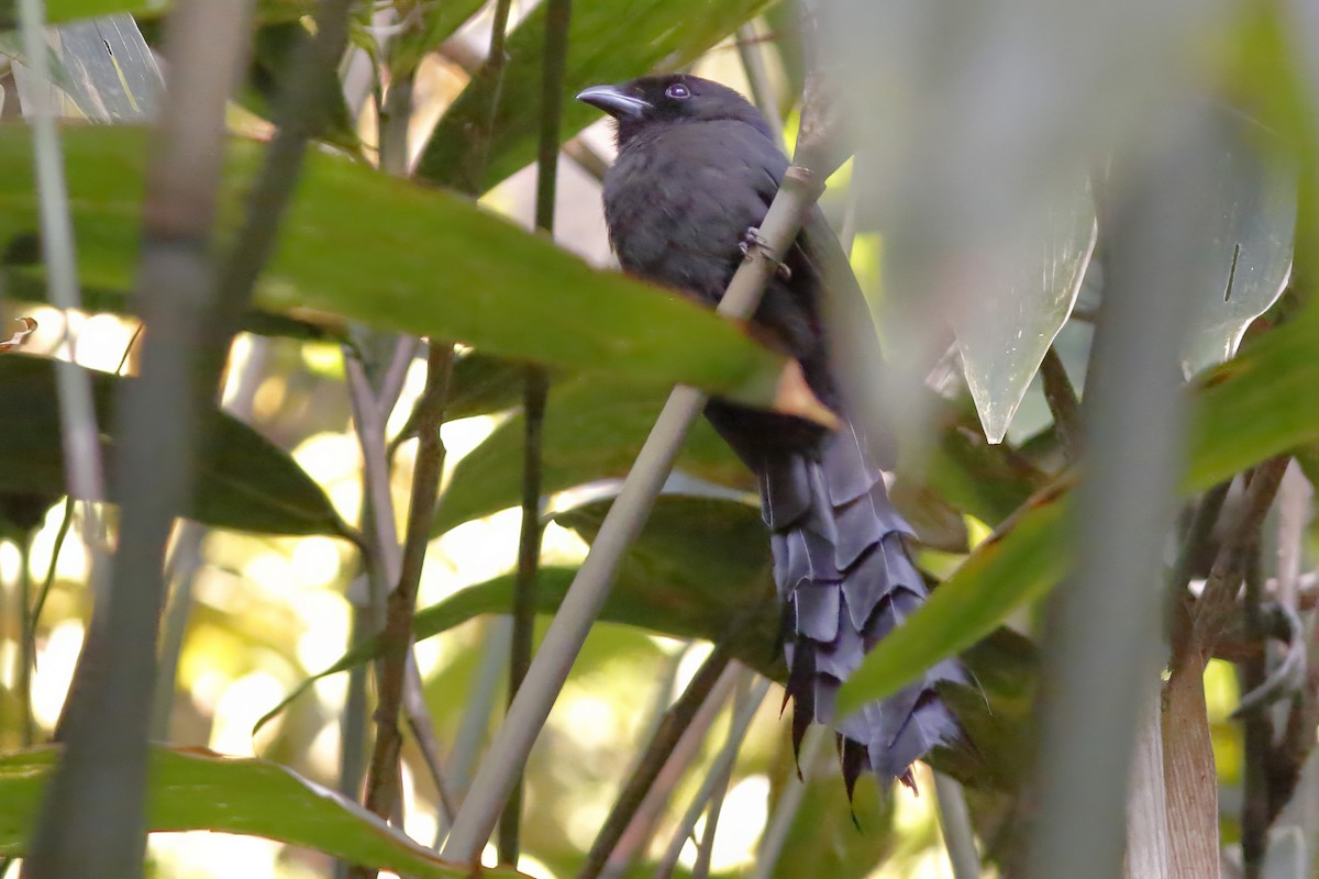 Ratchet-tailed Treepie - ML644515016