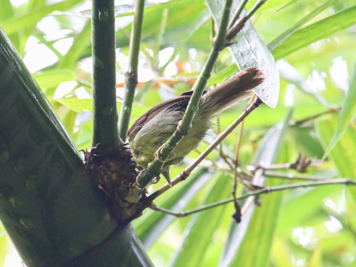 ムナフムシクイチメドリ - ML644515019