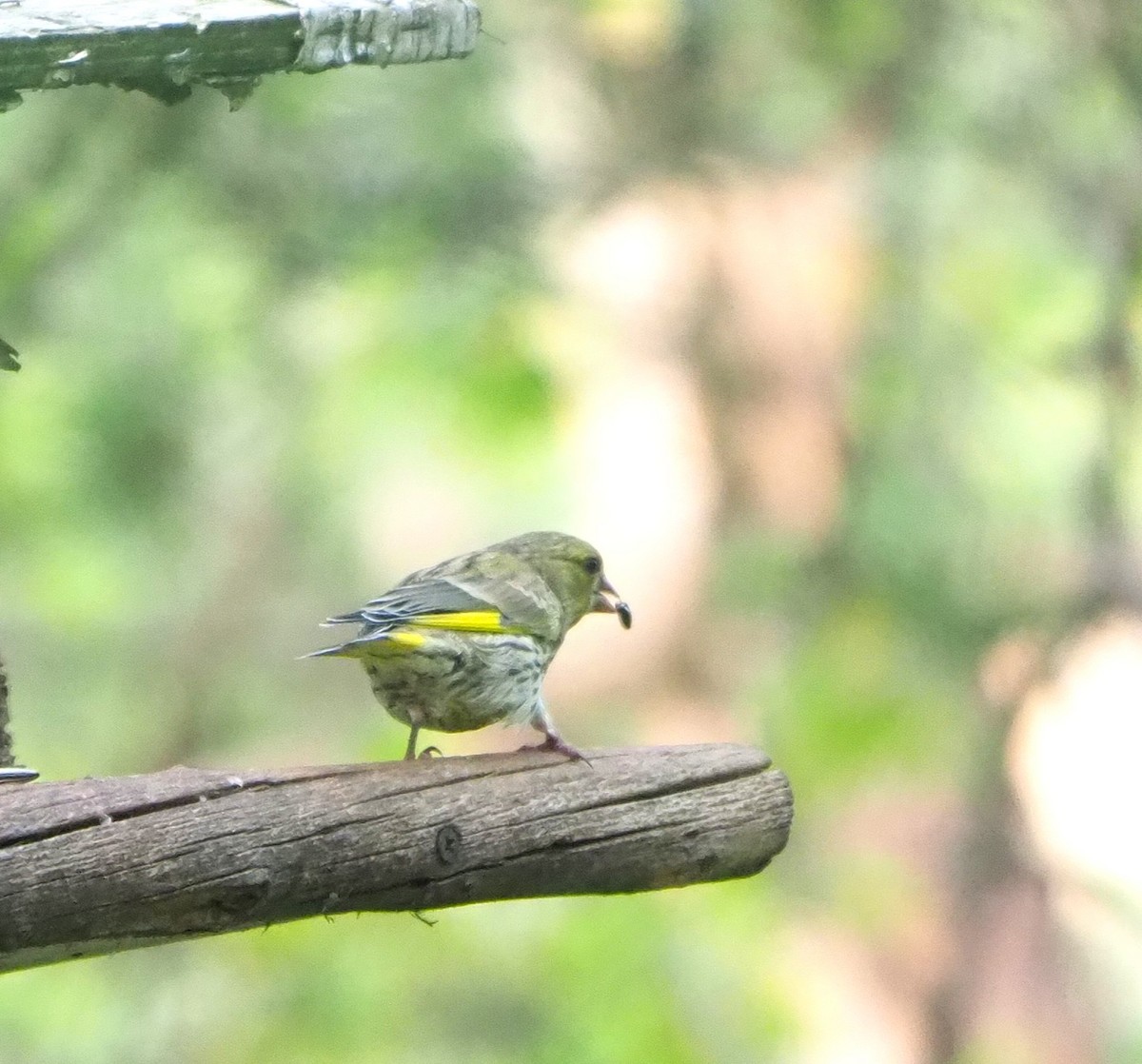 Verdone - ML644515023