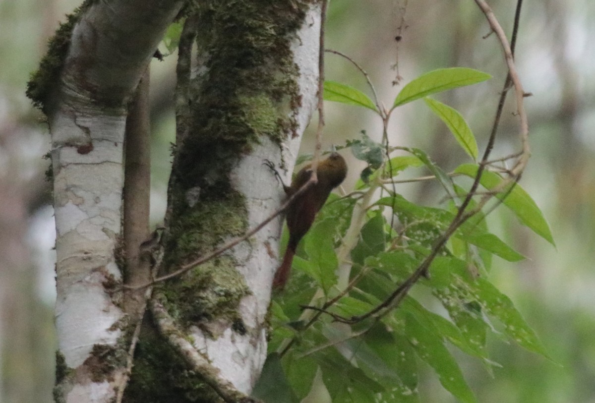 Olivaceous Woodcreeper - ML644515034