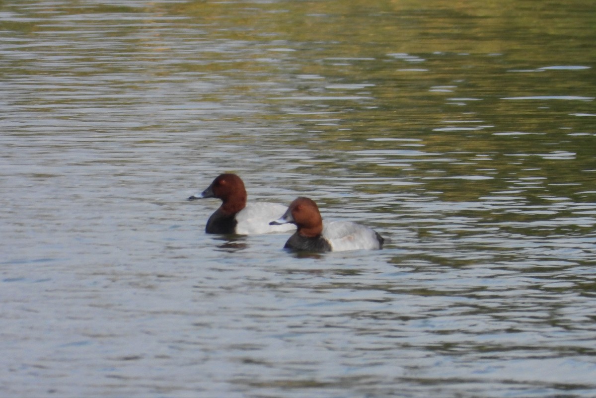 Common Pochard - ML644515039