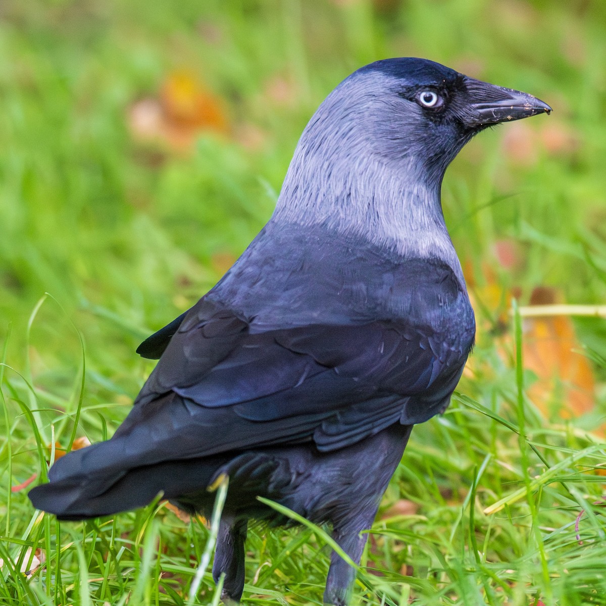 Grajilla Occidental - ML644515044