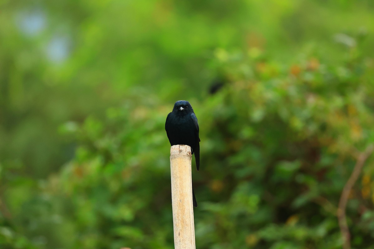 drongo černý - ML644515058