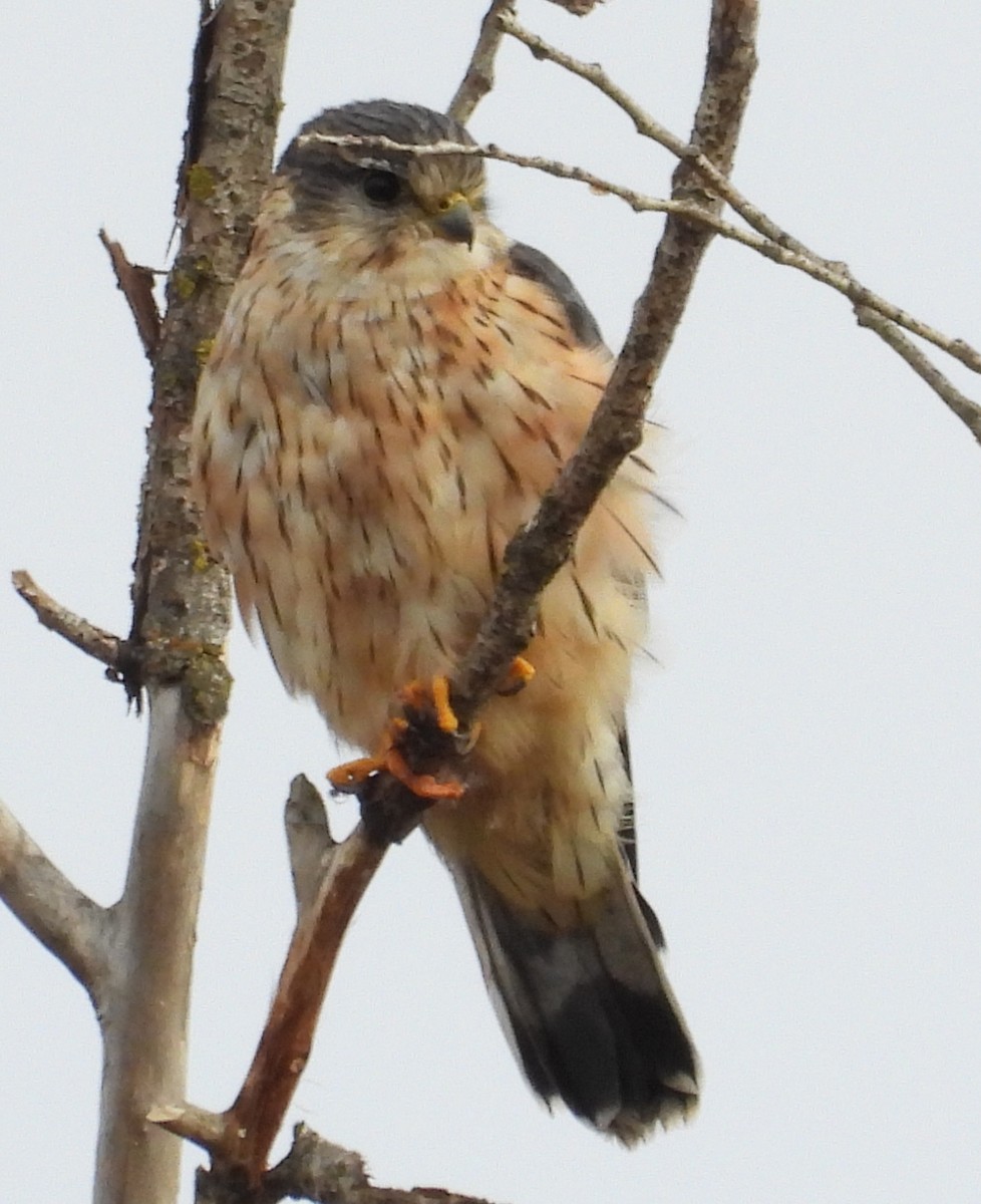 Merlin - ML644515060