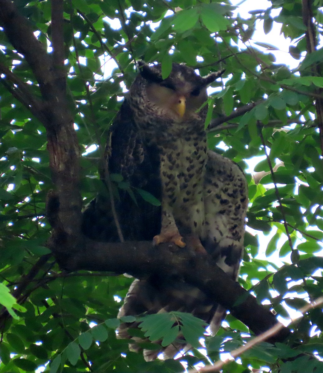 Spot-bellied Eagle-Owl - ML644515061