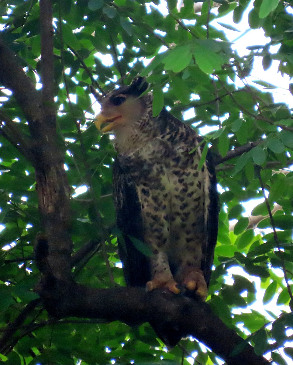 Spot-bellied Eagle-Owl - ML644515062