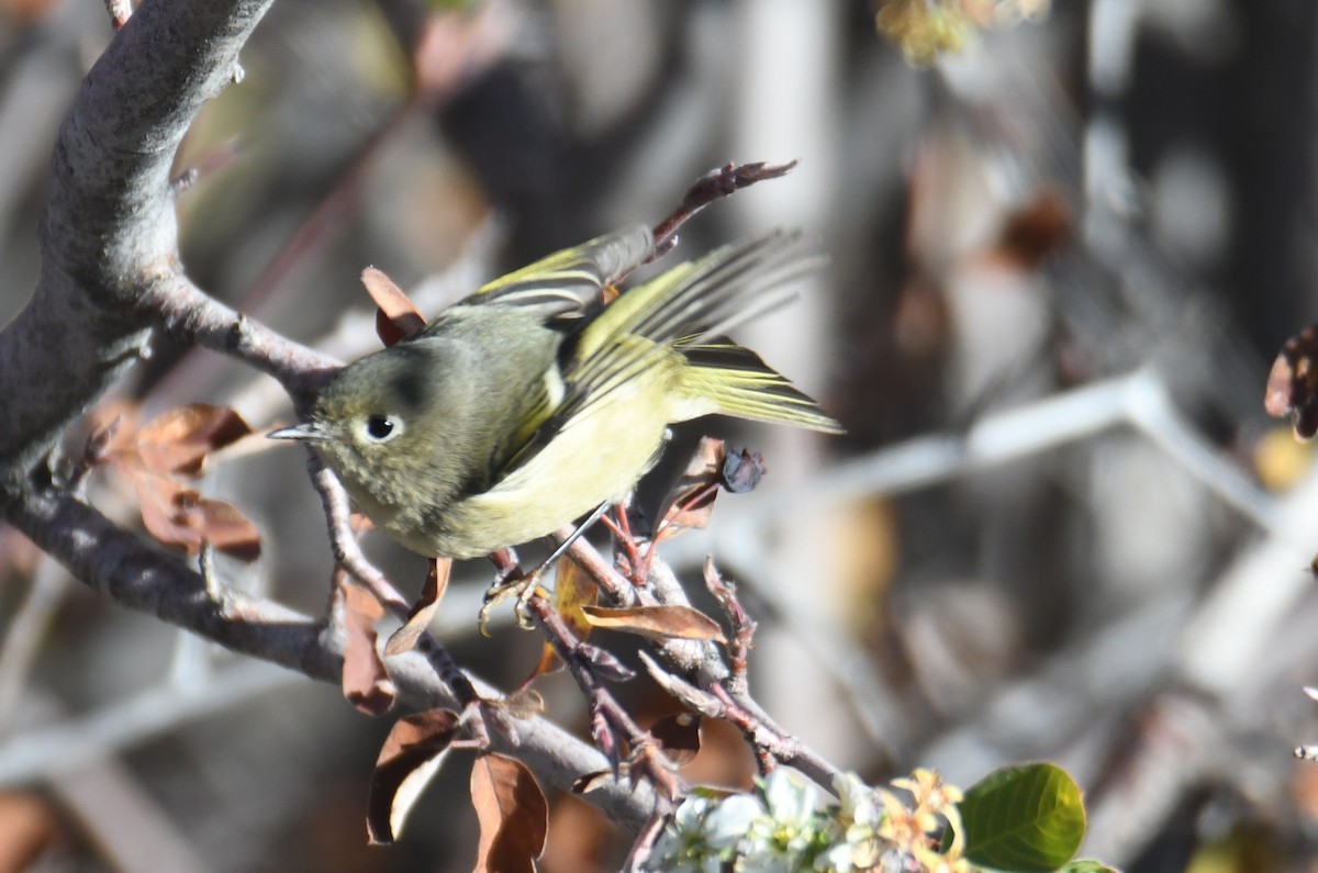 rubinfuglekonge - ML644515064