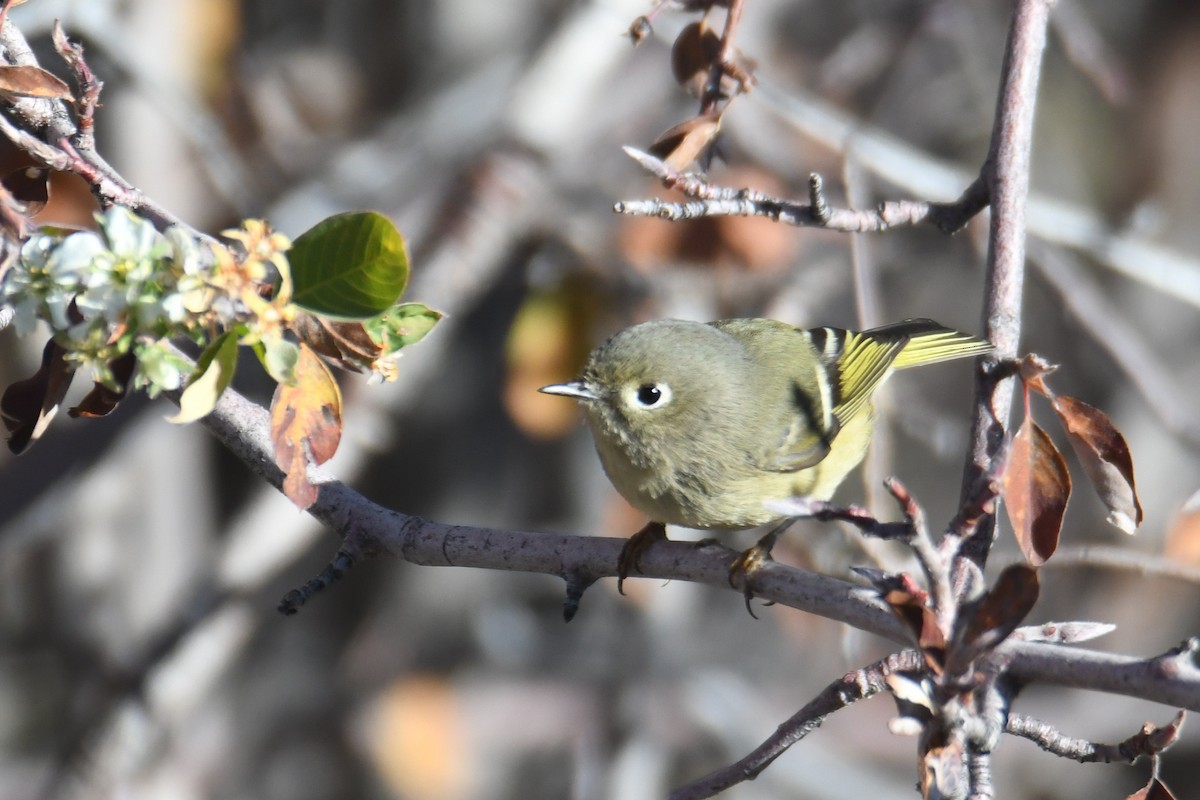 rubinfuglekonge - ML644515066