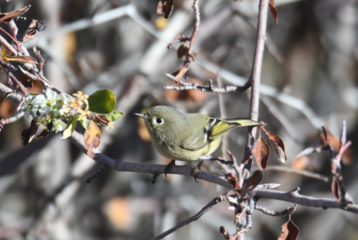 rubinfuglekonge - ML644515067