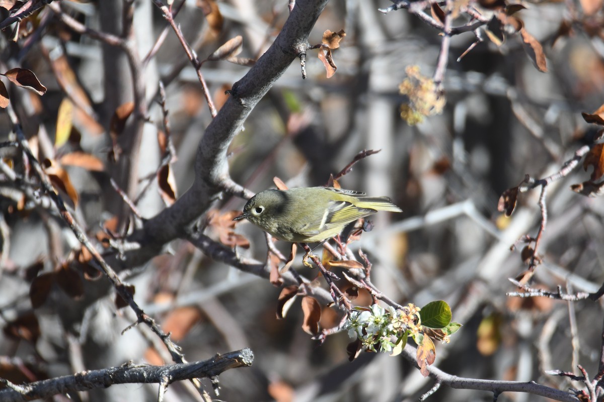 rubinfuglekonge - ML644515068