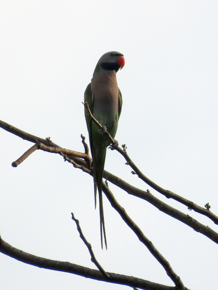 Red-breasted Parakeet - ML644515069