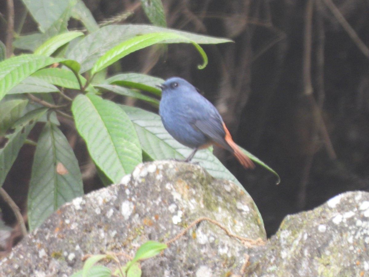 Kurşuni Kızılkuyruk - ML644515071