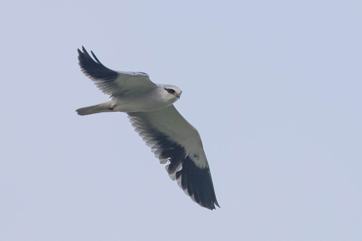 カタグロトビ - ML644515077