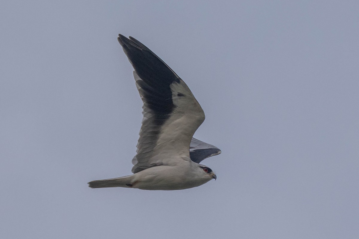 カタグロトビ - ML644515078