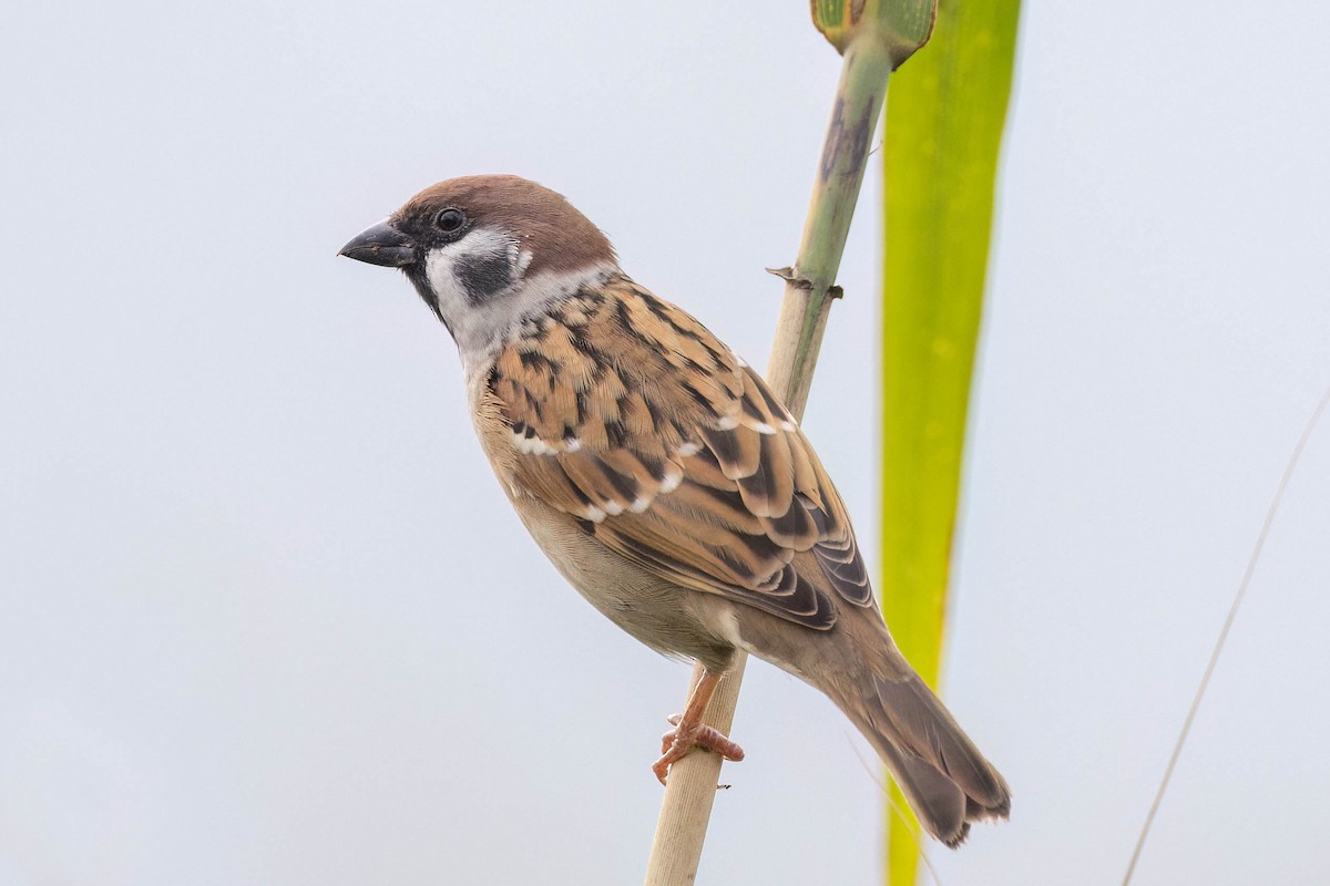 スズメ - ML644515089