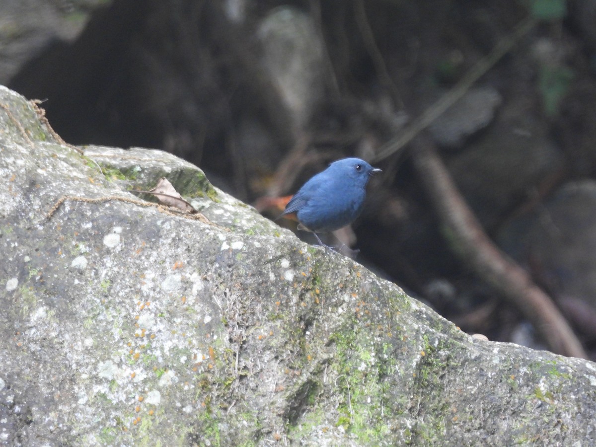 Kurşuni Kızılkuyruk - ML644515102