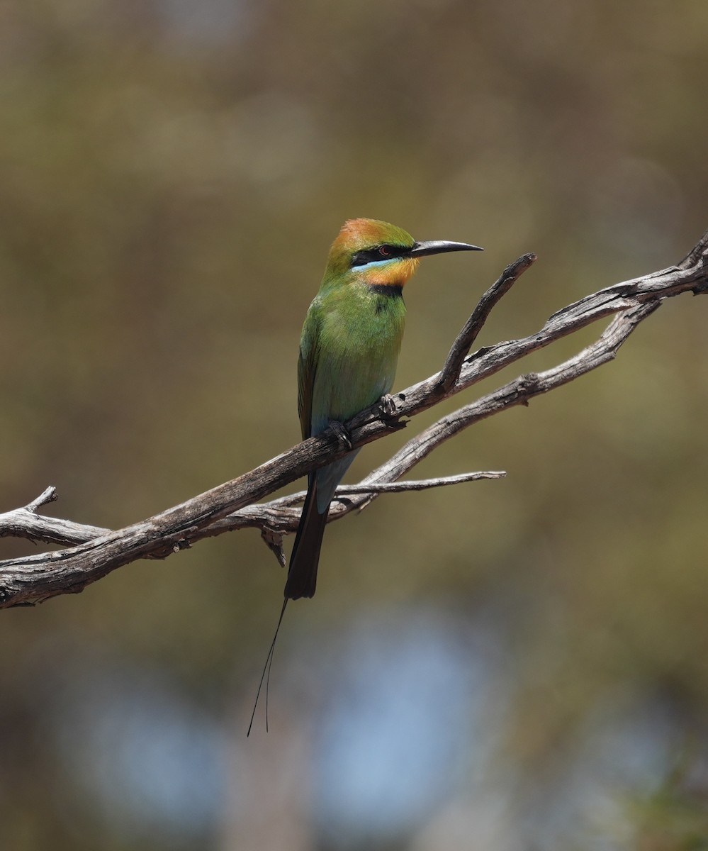 regnbuebieter - ML644515104