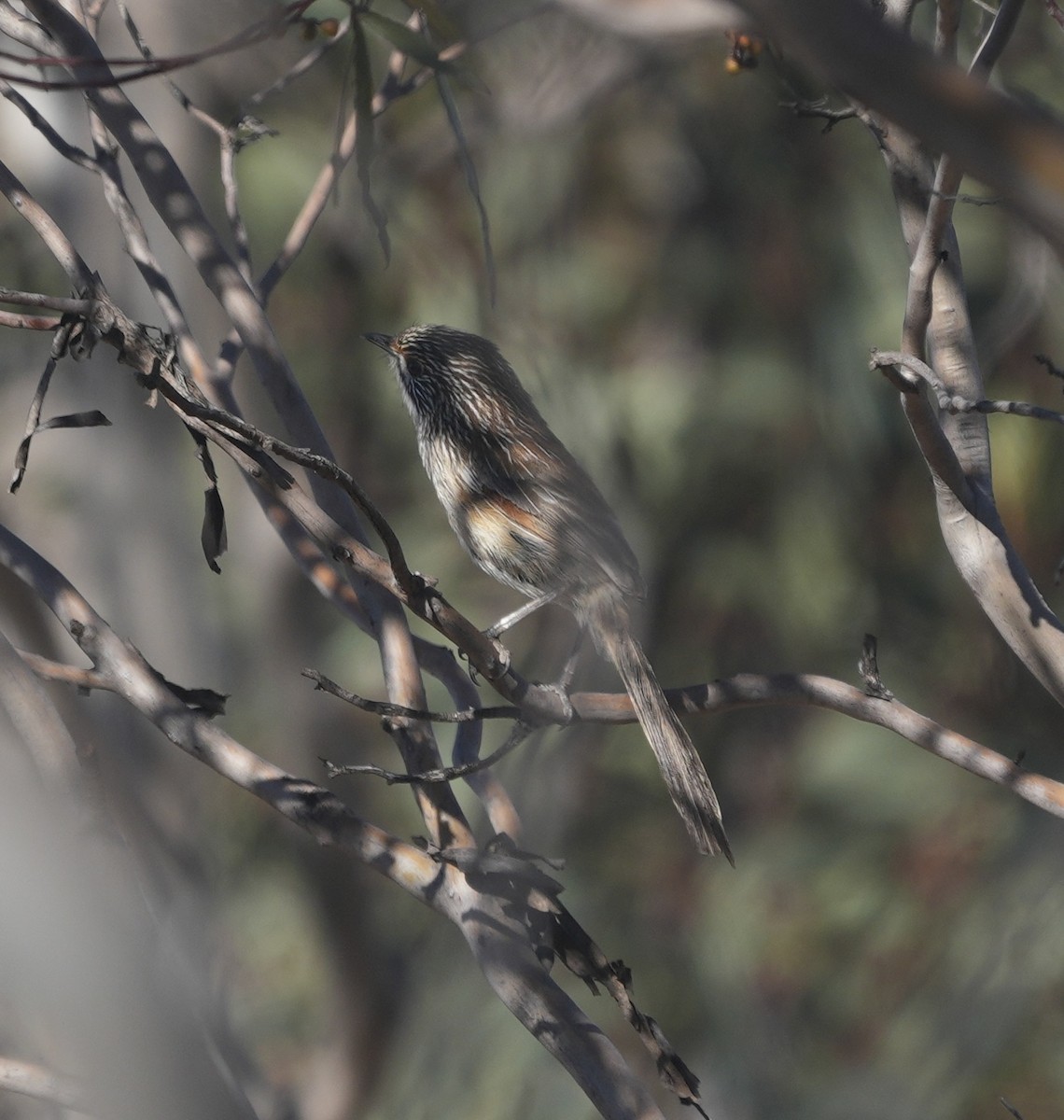 Striated Grasswren - ML644515109