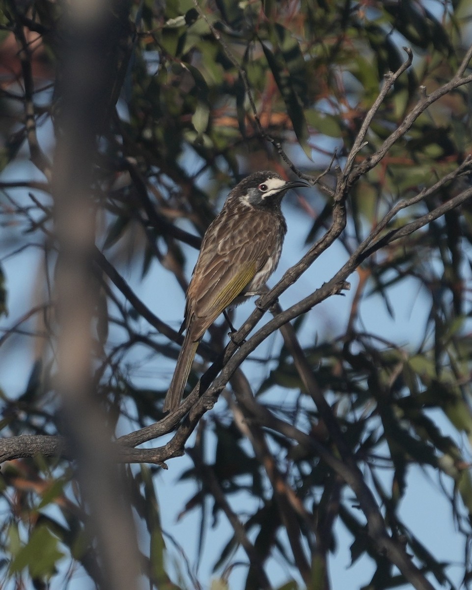 White-fronted Honeyeater - ML644515112