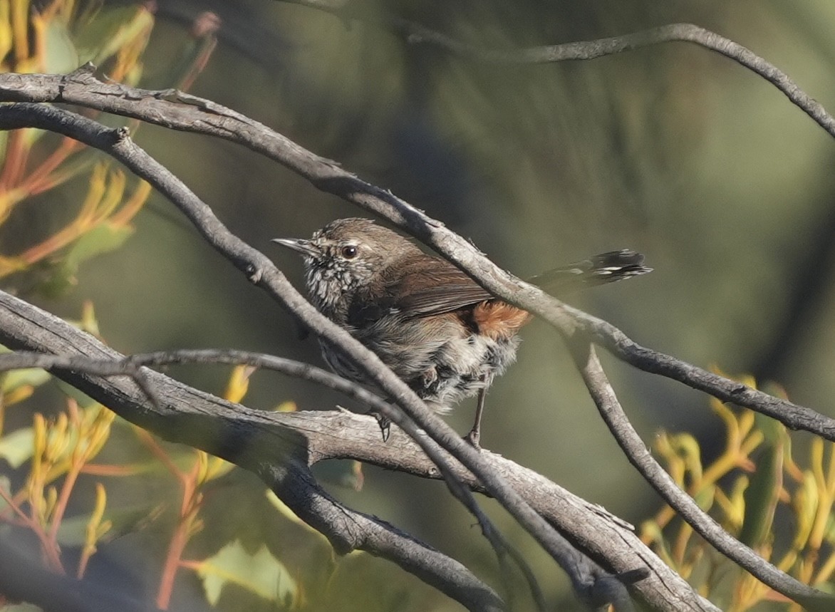 Shy Heathwren - ML644515119