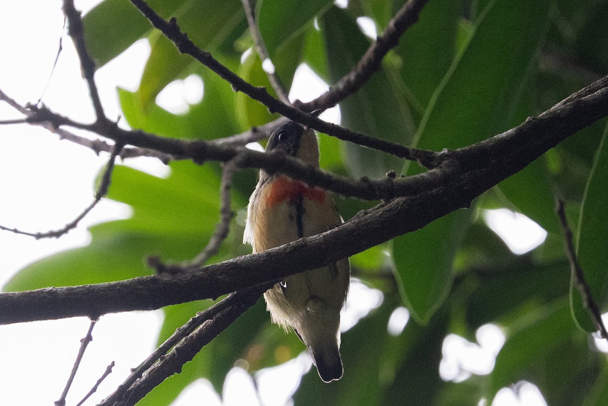 Fire-breasted Flowerpecker (Fire-breasted) - ML644515120