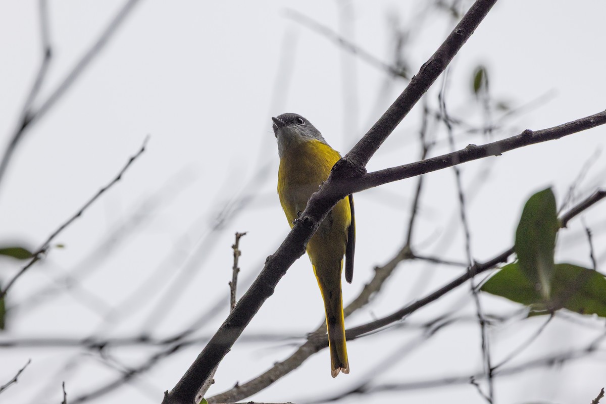 Личинкоїд сірощокий [група solaris] - ML644515130