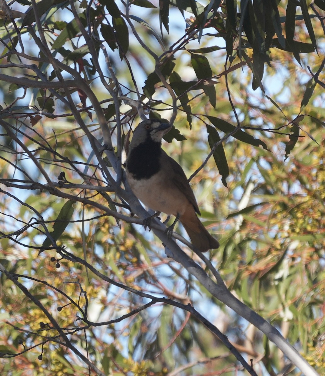 Crested Bellbird - ML644515131