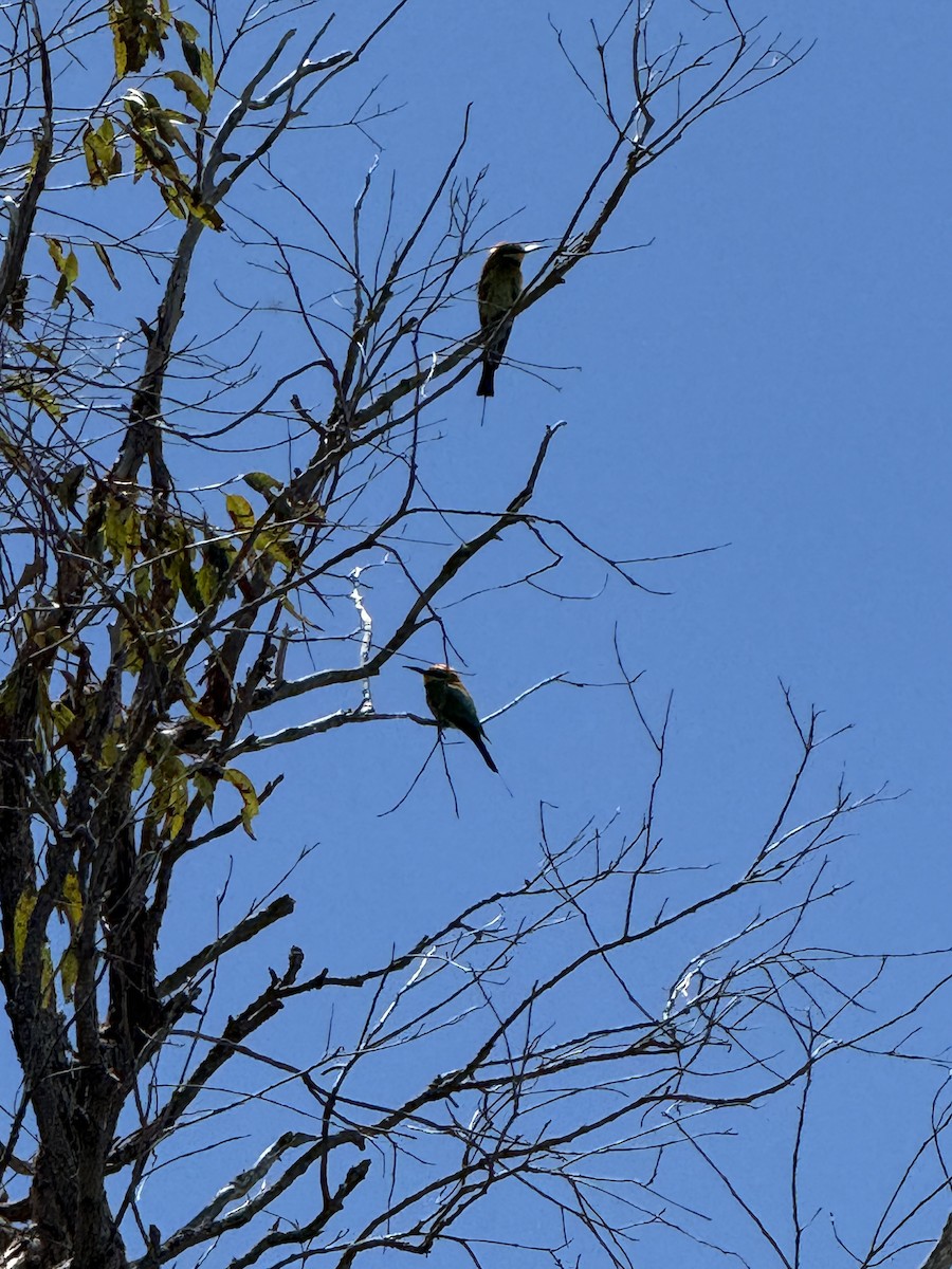 regnbuebieter - ML644515135