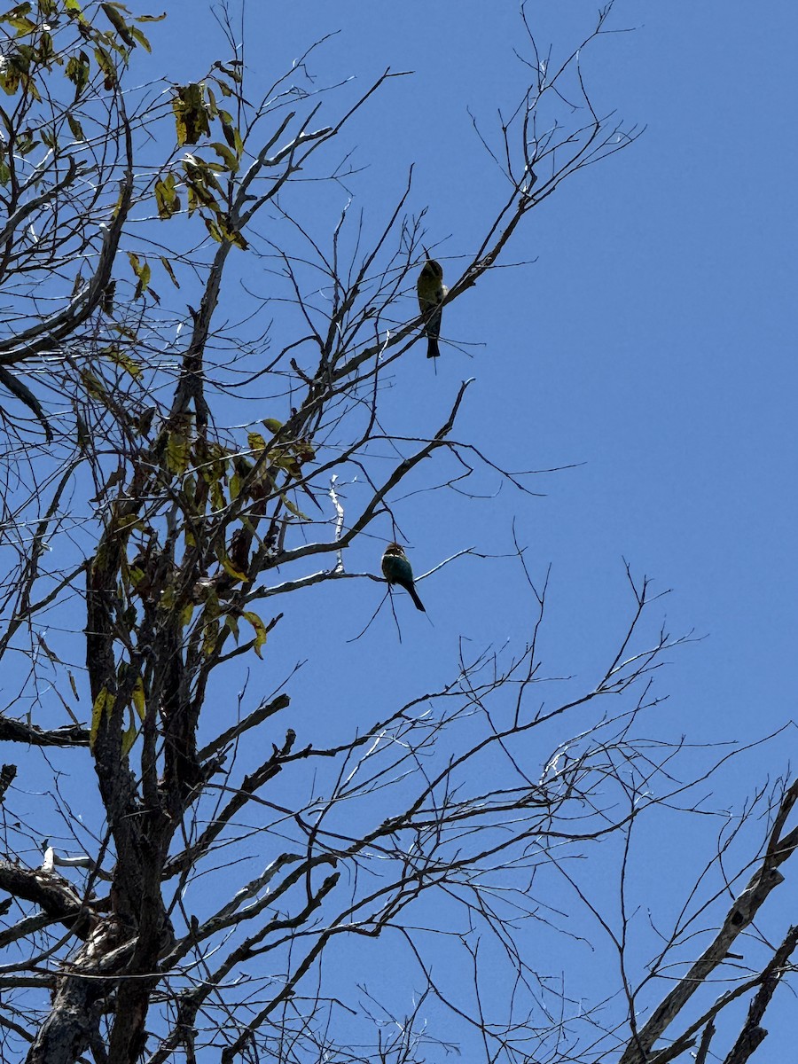 regnbuebieter - ML644515136