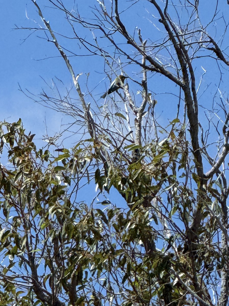 regnbuebieter - ML644515137