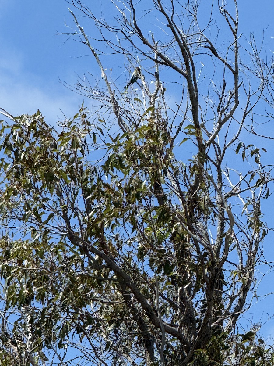 regnbuebieter - ML644515138